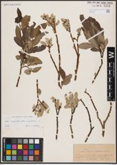 Foto von Salix appendiculata Vill. x Salix helvetica Vill.